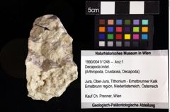 Foto (Objket + Etiketten) von Decapoda indet. 